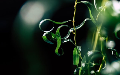 美国亚马逊攻略:揭秘提高点击率的关键要点