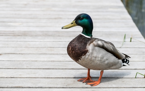 如何办理亚马逊Visa信用卡