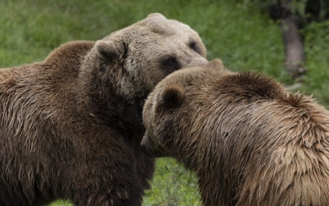 亚马逊巴西站怎么样