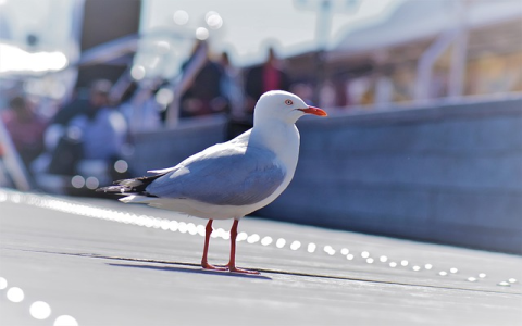 instagram视频如何下载