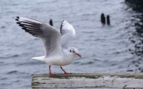 TikTok的直播方式有哪些