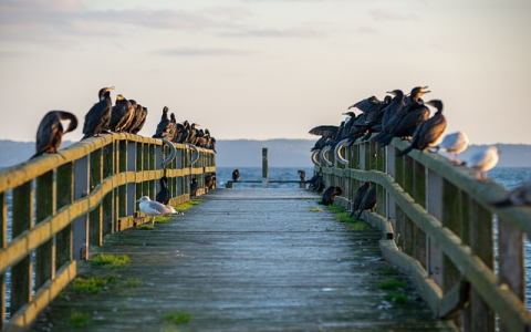 twitter被冻结怎么解冻
