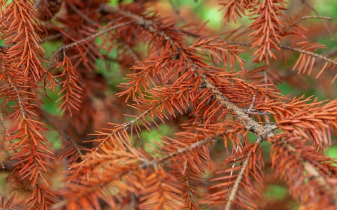 越南bing现户广告