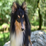 国际抖音怎么在国内使用