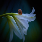 注册英国商标的步骤和流程