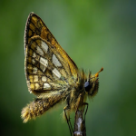 wishpost怎么使用？