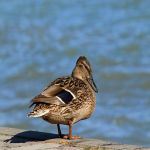 快手如何广告投放