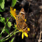 跨境电商一件代发平台:带来电商新变革