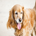 外贸b2b平台有哪些