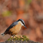 泰国必应Bing广告价格