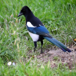 跨境物流面临哪些困境-我们应如何应对？