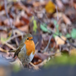 国际电商平台排行榜前十名