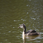 离岸账户怎么办理