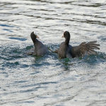 怎么上Pinterest网站