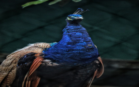 抖音国际版在中国怎么使用