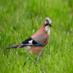 商标查询官网入口