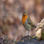 cdiscount对电商的机遇