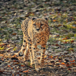 谷歌竞价自己开户怎么操作?