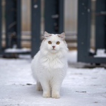 Bing广告词的优化与应用