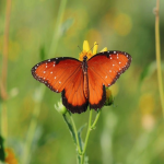 金蝶erp管理系统多少钱