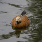 nra账户和离岸账户区别