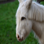 墨西哥传统节日有哪些
