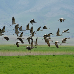 国外游戏直播平台