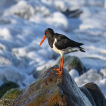 payease对电商发展的影响