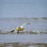 中国邮政跨境物流服务有哪些？