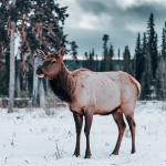 商标侵权处罚标准