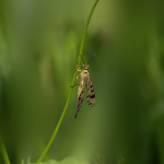 苹果败诉:一场法律战役的反思与展望