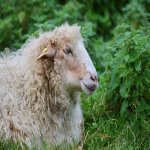 知识产权海关保护备案查询流程