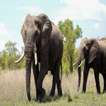 旧衣服出口行业在跨境电商中怎么样？好做吗？