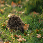 什么是双清包税