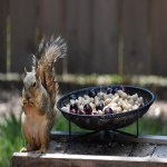 知无不言论坛邀请码怎么获取