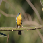 跨境电商中的展示型广告