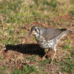 Yahoo雅虎原生影音广告优势