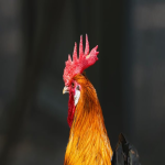 英国节假日有哪些？跨境卖家需要做什么准备