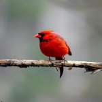 中国品牌出海营销SaaS服务商QuickCEP