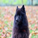 在大陆怎么用whatsapp