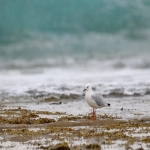 公司开离岸账户