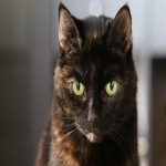 橙联海外仓：构建跨境电商的物流枢纽