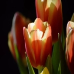 indare是一家什么公司