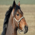 fobexw:跨境电商新时代的催化剂