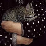 Kakaotalk国内能用吗?