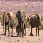 Yandex怎么设置中文