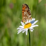 酷胖平台入驻指南