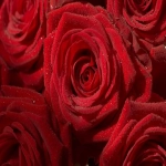 微软Bing圣诞节广告投放分析