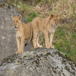 Joybuy:连接中西零售的新篇章