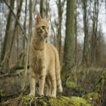 宋婷婷外贸电商:搭建国际商业桥梁的先锋